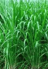 牧草种子 美国籽粒苋